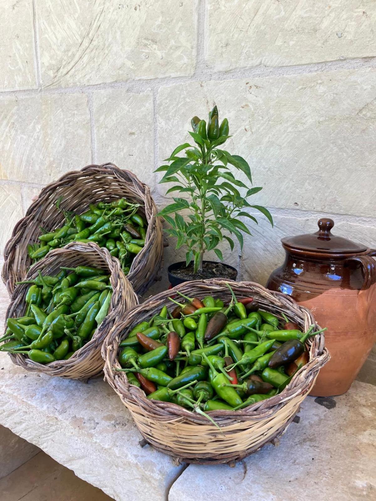 Masseria Sucea มาร์ตาโน ภายนอก รูปภาพ